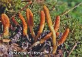 Cordyceps militaris-amf521